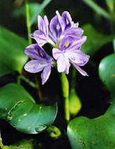 Water Hyacinth (c) CISR