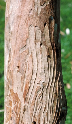 Eucalyptus Longhorned Borer