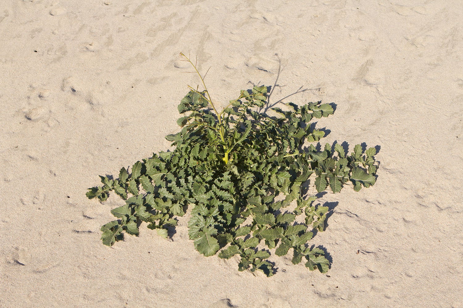 Sahara Mustard Center for Invasive Species Research