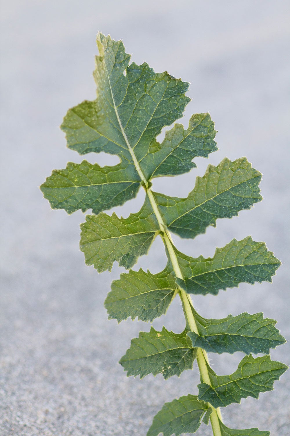 Sahara Mustard Center for Invasive Species Research