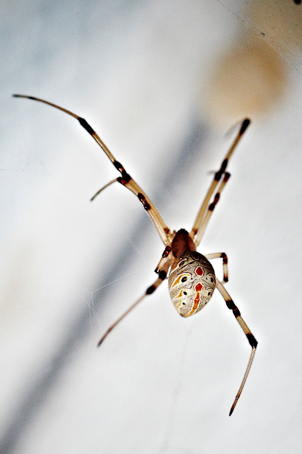 Brown Widow Spider | Center for Invasive Species Research