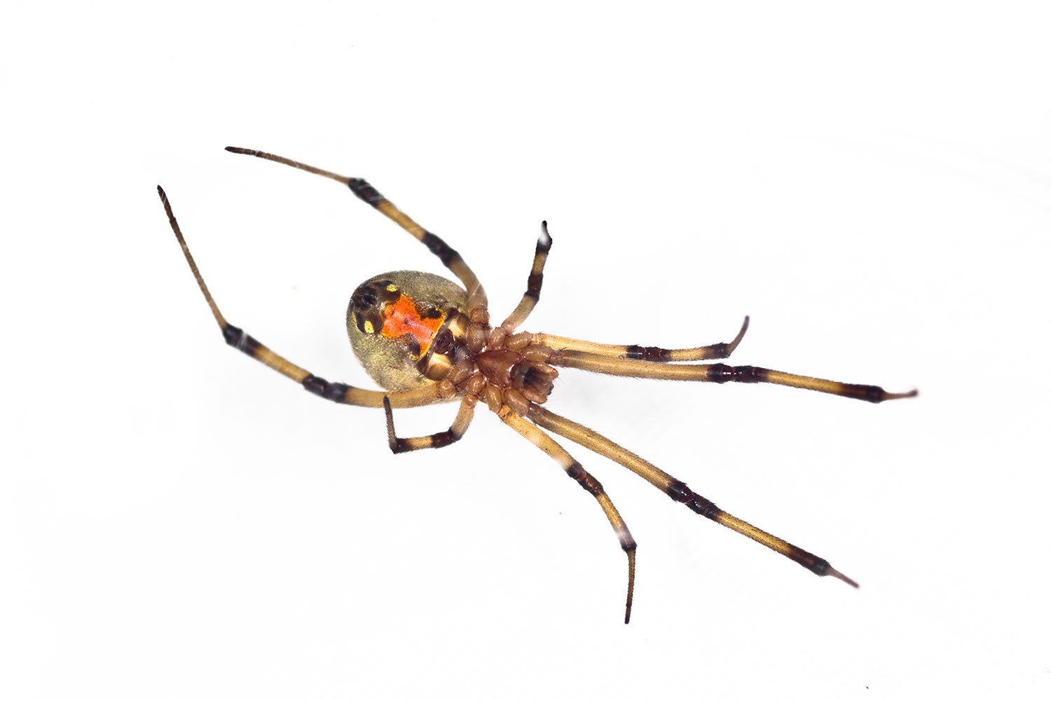 Brown Widow Spider Center For Invasive Species Research