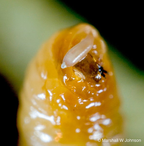 Olive Fruit Fly Center for Invasive Species Research