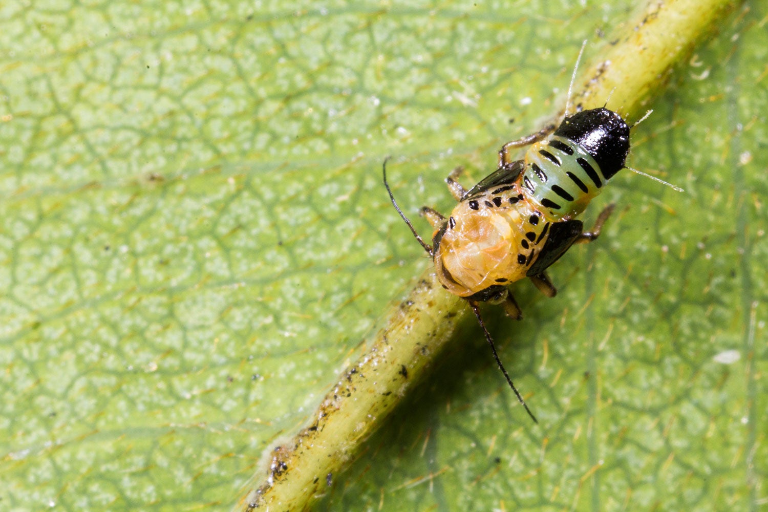 Tipu Tree Roots Invasive Tipu Psyllid | Center for Invasive Species Research