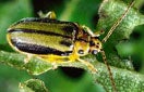 CISR elm_leaf_beetle