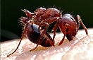 CISR red_imported_fire_ant_thumb