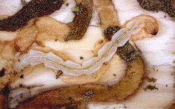 Emerald Ash Borer larva (c) CISR
