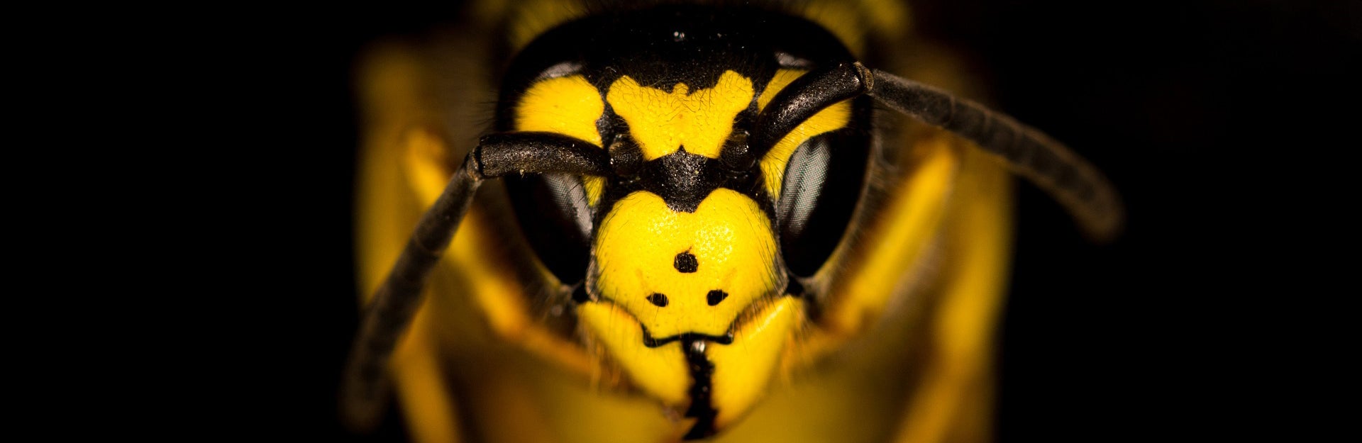 German Yellowjacket | Center for Invasive Species Research