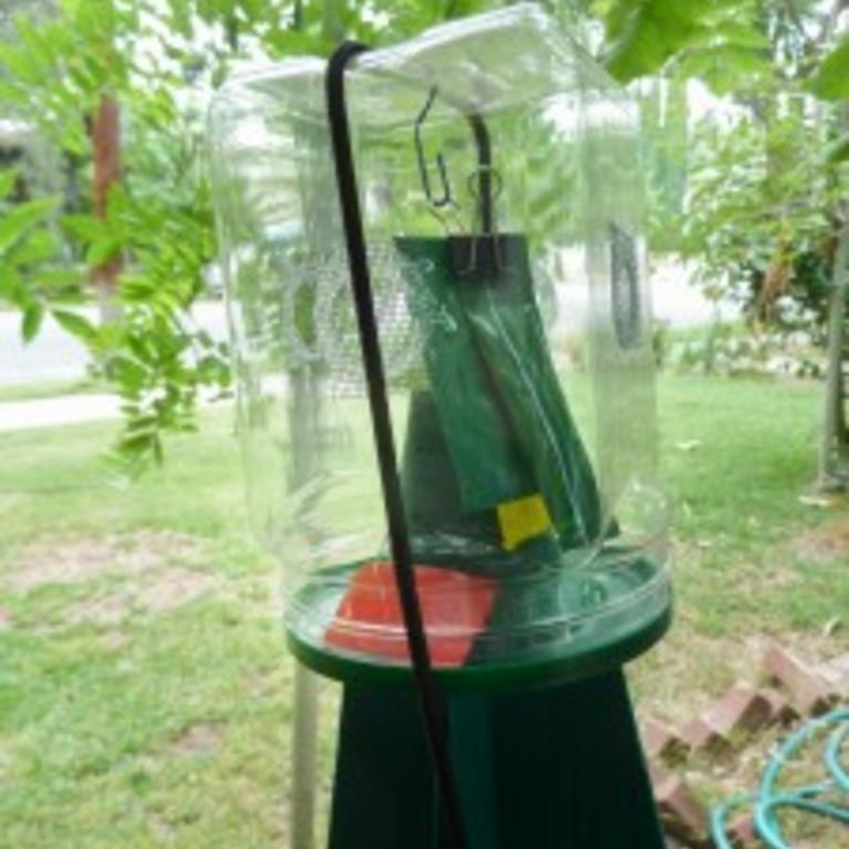 A Brown Marmorated Stinkbug pheromone trap set up in Pasadena