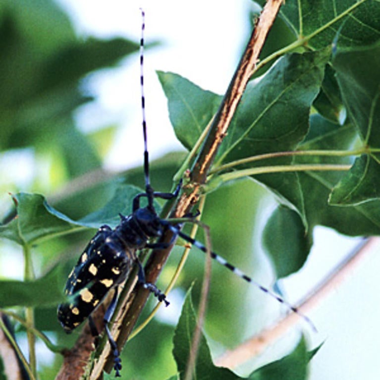 Asian Long-horned Beetle