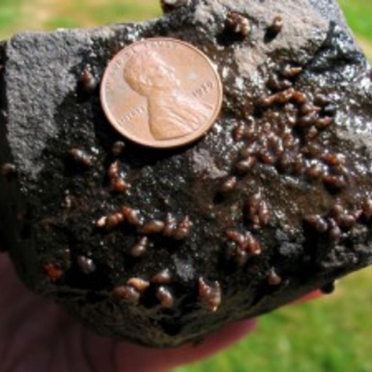 New Zealand Mud Snail