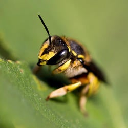 bee on a leaf (c) unsplash