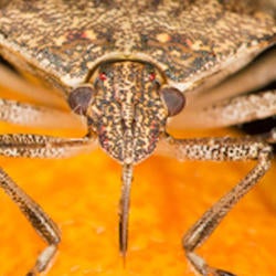 Brown Marmorated Stink Bug (c) CISR