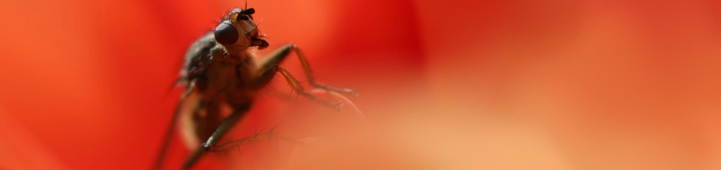 Unsplash Insect with Red background