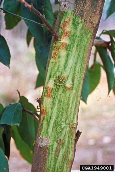 Research paper on citrus canker image
