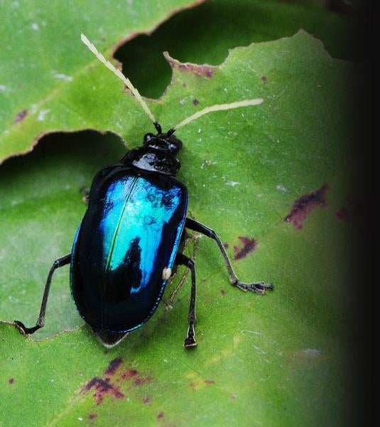Leaf Beetle Center for Invasive Species Research