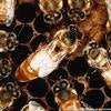 Africanized Honey Bee