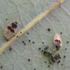 Avocado Lace Bug