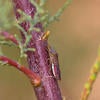 Saltcedar | Center for Invasive Species Research