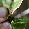 The Goldspotted Oak Borer | Center for Invasive Species Research