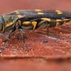 The Goldspotted Oak Borer Center for Invasive Species Research