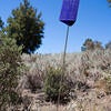 The Goldspotted Oak Borer | Center for Invasive Species Research