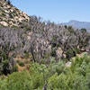 The Goldspotted Oak Borer | Center for Invasive Species Research