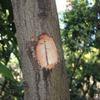 Polyphagous Shot Hole Borer | Center for Invasive Species Research