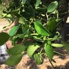 Ficus Leaf Rolling Psyllid