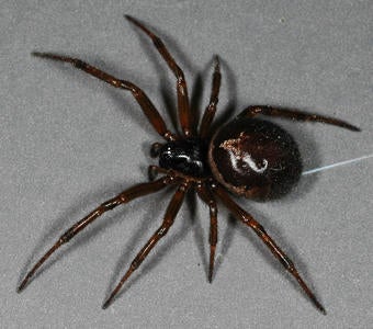 European Spider