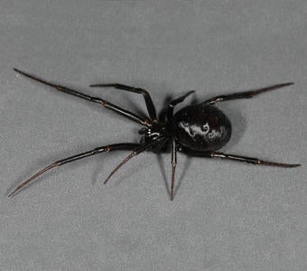 European Spider