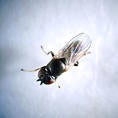 Cryptonevra Arundo fly (c) John Goolsby